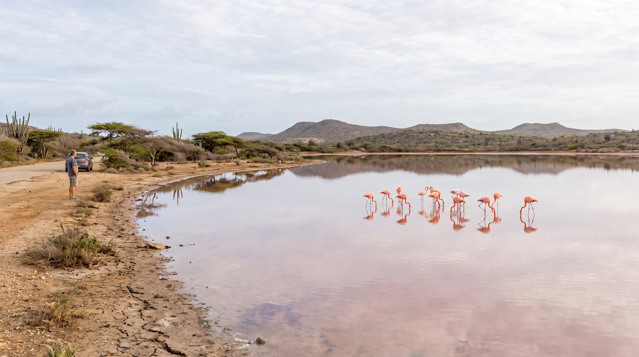Flamingos on Curacao: Jan Kok, Sint Willibrordus, and How to Do It Right
