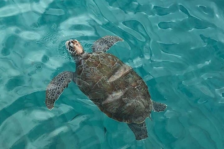 The Curacao Private Beach Hopping / Snorkeling Tour, West-coast beaches, hotel pickup included, Curacao